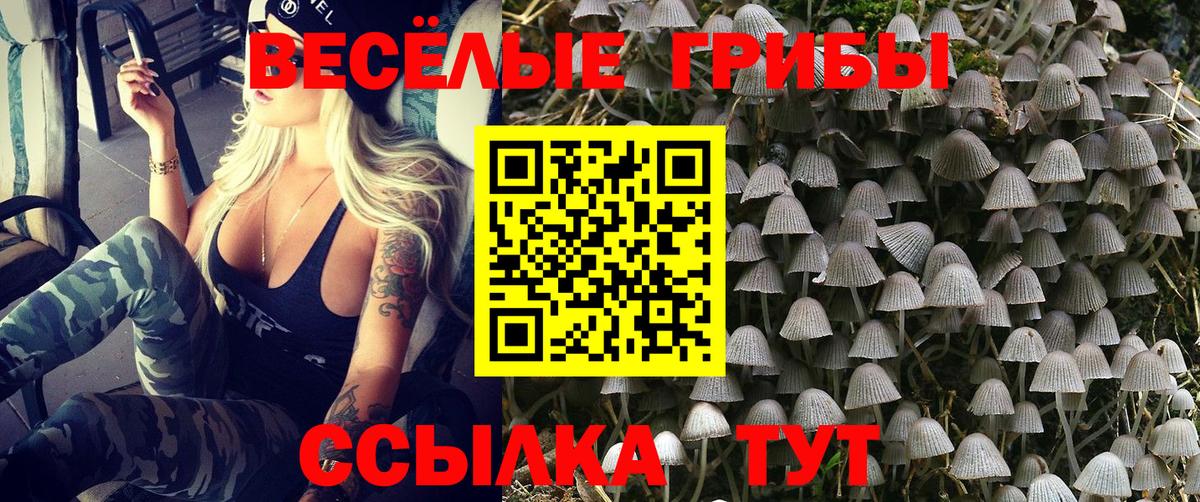 Псилоцибиновые грибы Psilocybe Лениногорск